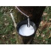 供應(yīng)廣東高州天然乳膠/亞么尼亞膠