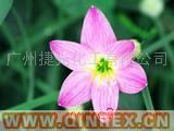 供應(yīng)耐高溫潤滑劑PETS