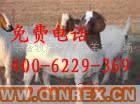 供應(yīng)出售山東畜牧局改良牛羊驢養(yǎng)殖場(chǎng)出售6000只優(yōu)質(zhì)波爾山羊